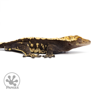 Cr-1200 facing right