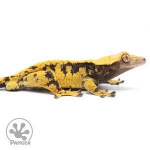 Cr-1443 facing right