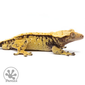 Cr-1444 Facing Right