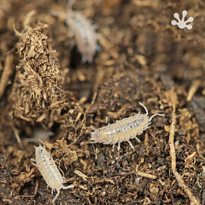 Niambia capensis 'African Cape' Isopods