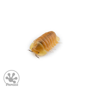 Cubaris sp. ‘Blonde Rubber Ducky’ Isopods