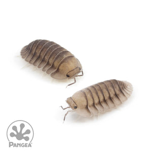Cubaris sp. ‘Blue Pigeon’ Isopods
