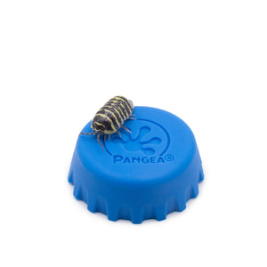 Armadillidium maculatum ‘Yellow Zebra’ Isopods