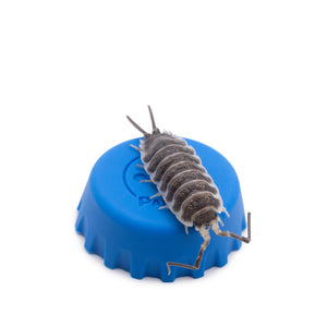 Porcellio hoffmannseggi ‘Titan’ Isopods