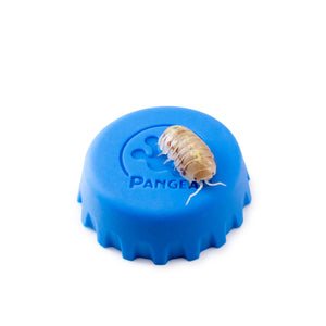 Armadillidium vulgare ‘Saint Lucia’ Isopods (Jelly Bean Isopods)