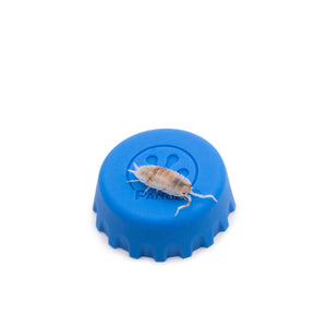 Porcellio scaber 'Orange Dalmatian' Isopods