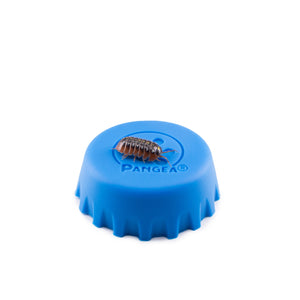 Armadillidium klugii Montenegro Clown Isopods