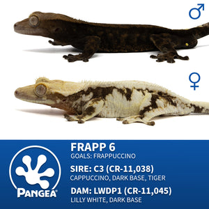 Male Cappuccino Crested Gecko Cr-2500