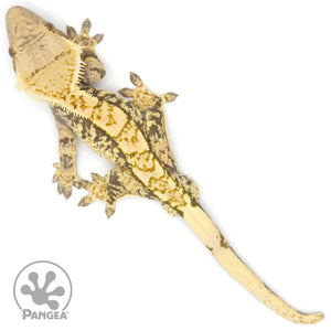 Male Extreme Harlequin Crested Gecko Cr-1197 from above