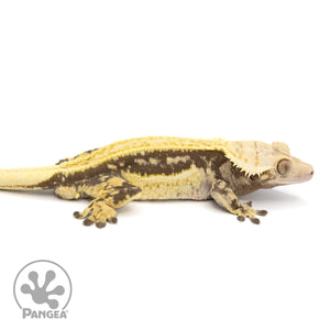 Male Quadstripe Crested Gecko Cr-1230 facing right
