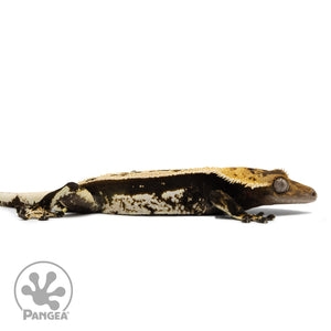 Male Quadstripe Crested Gecko Cr-1269 facing right