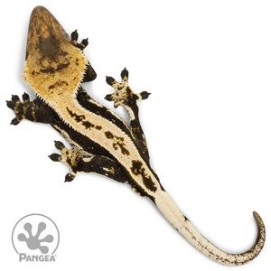 Male Quadstripe Crested Gecko Cr-1269 from above