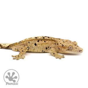 Male Ink Blot Crested Gecko Cr-1271 facing right