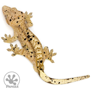 Male Ink Blot Crested Gecko Cr-1271 from above
