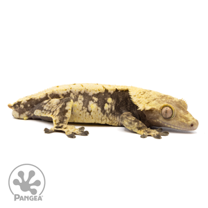 CR-1285 Facing Right