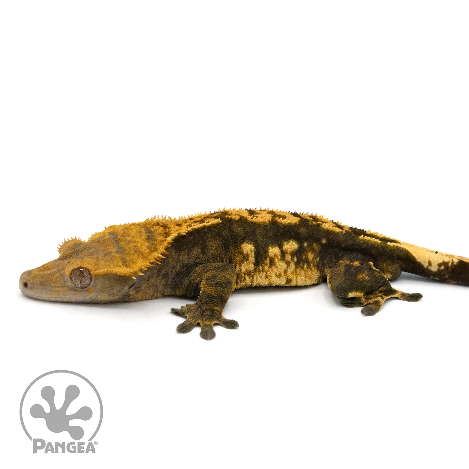 Male Harlequin Crested Gecko Cr-1343 facing left