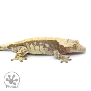 Male Extreme Harlequin Crested Gecko Cr-1370 facing right