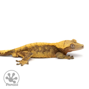 Male Red Harlequin Crested Gecko Cr-1377 facing right