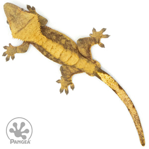 Male Red Harlequin Crested Gecko Cr-1377 from above