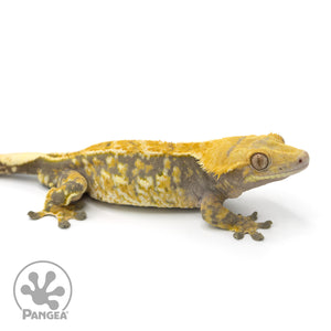 Male Tricolor Extreme Harlequin Crested Gecko Cr-1401 facing right