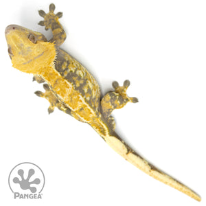 Male Tricolor Extreme Harlequin Crested Gecko Cr-1401 from above