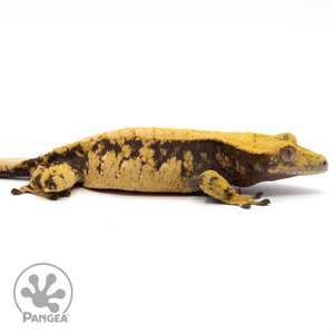 Cr-1403 Facing Right