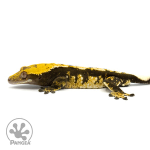 Male Tricolor Harlequin Crested Gecko Cr-1427 facing left