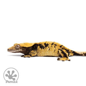 Female XXX Crested Gecko Cr-1434 facing left