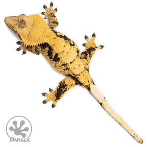 Female XXX Crested Gecko Cr-1434 from above