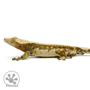 Male White Wall Crested Gecko Cr-1435 facing left