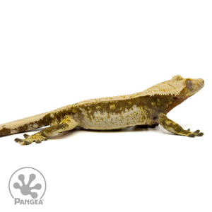 Male White Wall Crested Gecko Cr-1435 facing right