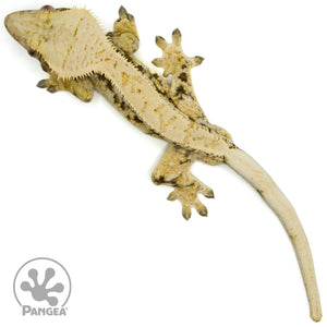 Male Tricolor Extreme Harlequin Crested Gecko Cr-1442 from above