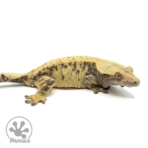 Female Extreme Crested Gecko Cr-1446 facing right