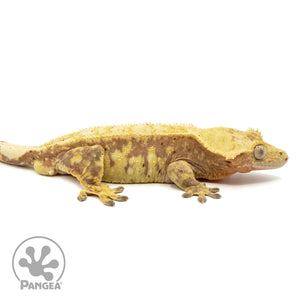 Male Red Extreme Harlequin Crested Gecko Cr-1454 facing right