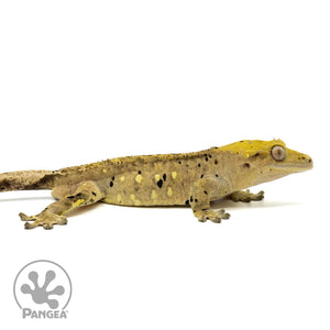 Cr-1456 facing right