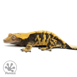 Female XXX Crested Gecko Cr-1460 facing left