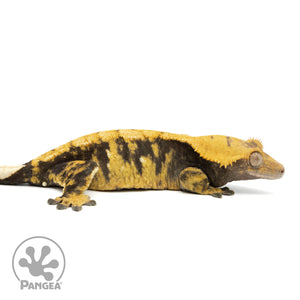 Female XXX Crested Gecko Cr-1460 facing right