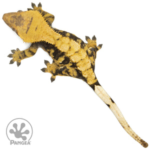 Female XXX Crested Gecko Cr-1460 from above
