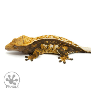 Female Tricolor Crested Gecko Cr-1461 facing left