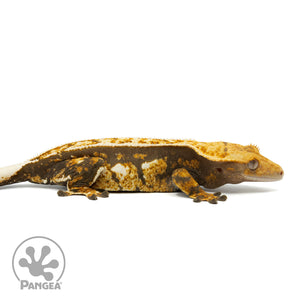 Female Tricolor Crested Gecko Cr-1461 facing right