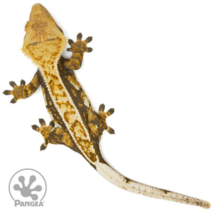 Female Tricolor Crested Gecko Cr-1461 from above