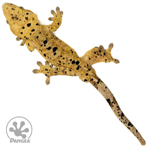 Male Super Dalmatian Crested Gecko Cr-1462 from above