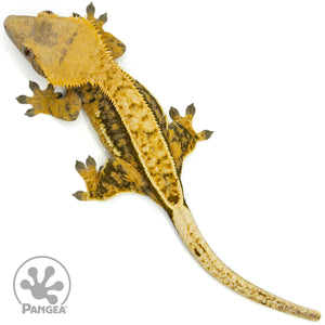 Female Tricolor Quadstripe Crested Gecko Cr-1465 from above
