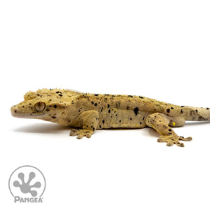 Male Super Dalmatian Crested Gecko Cr-1467 facing left
