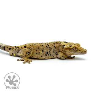 Male Super Dalmatian Crested Gecko Cr-1467 facing right
