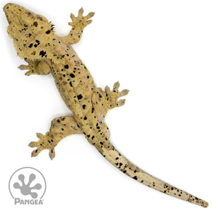 Male Super Dalmatian Crested Gecko Cr-1467 from above