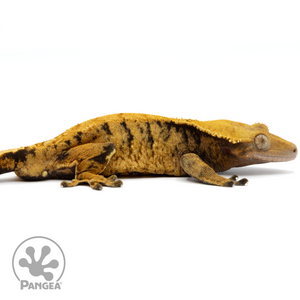 Cr-1472 Facing Right