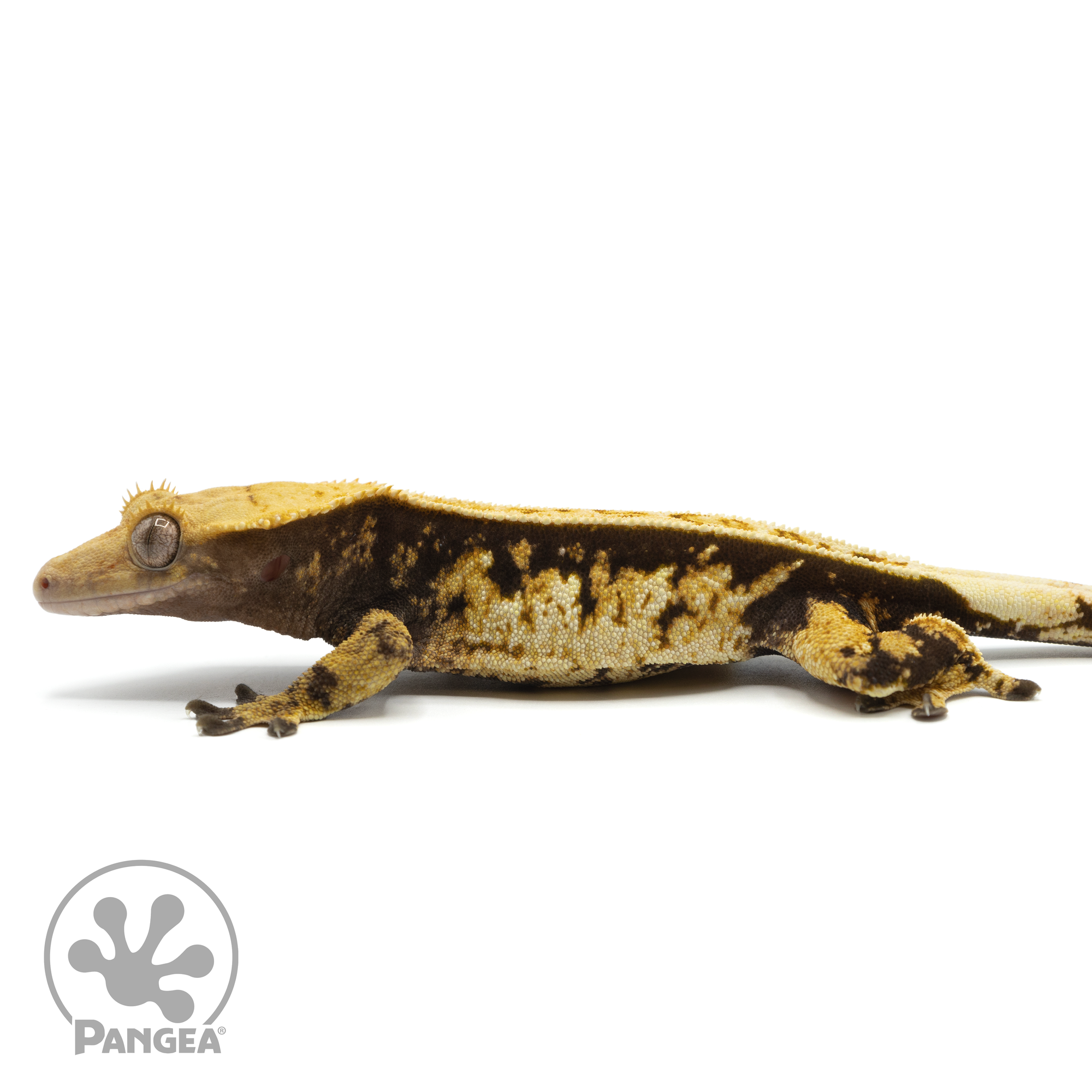 Male Tricolor Pinstripe Crested Gecko Cr-1491 facing left