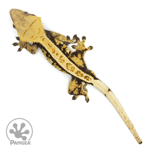 Male Tricolor Pinstripe Crested Gecko Cr-1491 from above