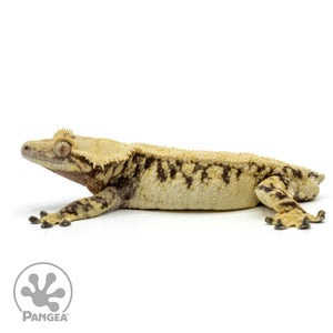 Male Extreme Harlequin Crested Gecko Cr-1495 facing left